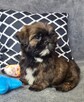 ShihTzu piesek Gabor - 4