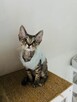 kocurek Devon Rex - 2