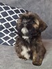 ShihTzu piesek Gabor - 7