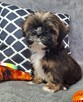 ShihTzu chłopczyk Gringo - 3