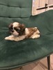 Szczeniaczek shih tzu - 9