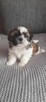 Szczeniaczek shih tzu - 3