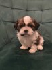 Szczeniaczek shih tzu - 8