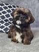 ShihTzu piesek Gabor - 5