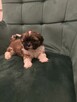 Szczeniaczek shih tzu - 2