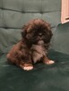 Szczeniaczek shih tzu - 5