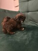Szczeniaczek shih tzu - 6