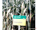Nasiona kukurydzy Danubio FAO: 240-250 Opti Plus na ptaki - 5