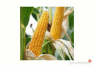 Nasiona kukurydzy Danubio FAO: 240-250 Opti Plus na ptaki - 3