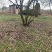Sprzedam Działkę ROD Stokrotka w Kole - 2
