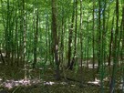 Nieruchomość gruntowa od syndyka - Węgliska - 10