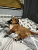 Oddam w dobre rece - 2