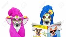 salon pielęgnacji psów DAISY .fryzjer dla psów, groomer - 15