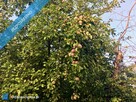 Przepiękny ogród i funkcjonalny dom, budynki do prowadzenia działalność gospodarczej. - 14