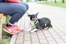 Sunia malutka -3 latka , 7-8 kg Pilnie szukamy domu!!! - 3