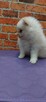 Pomeranian szpic miniahurowy dziewczynka - 5