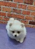 Pomeranian szpic miniahurowy dziewczynka - 4