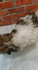 Dziewczynka Shih-tzu do odbioru - 3