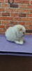 Pomeranian szpic miniahurowy dziewczynka - 6