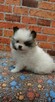 Pomeranian szpic miniaturowy chlopiec - 4