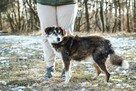 Kajtuś-starszy psiak nie ma czasu czekać-podaruj dom - 4