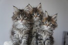 śliczne kocięta MAINE COON - 2