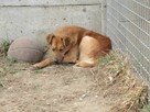 Greg do adopcji - 7
