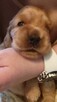 Cocker Spaniel Angielski szczeniaki ZkwP.FCI - 2