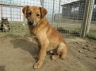 Greg do adopcji - 3