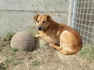 Greg do adopcji - 5