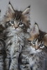 śliczne kocięta MAINE COON - 3