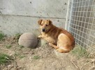 Greg do adopcji - 4