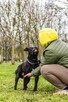 Scooby-pies w typie rasy czeka na stabilny i wyrozumialy dom - 4