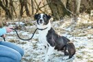 Maks-czarno biały pies do adopcji -podaruj dom - 5