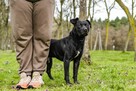 Scooby-pies w typie rasy czeka na stabilny i wyrozumialy dom - 7