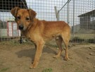 Greg do adopcji - 2