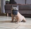 Buldog francuski - 4