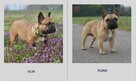 Buldog francuski - 5