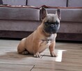 Buldog francuski - 2
