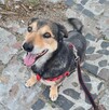 Kajtek..Pies do wyrzucenia. Pilnie dom! chociaż tymczasowy - 2