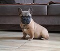 Buldog francuski - 3
