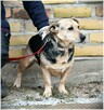 Cyryl – wspaniały pies, którego nikt nigdy nie chciał - 7