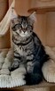 Kotka Maine Coon - 7