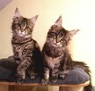 Kotka Maine Coon - 8