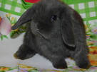 Niebieskie króliki mini lop - 11