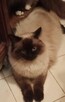 Kocięta Ragdoll Rumia - 8