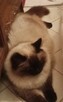 Kocięta Ragdoll Rumia - 9