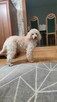 Cockapoo - 7