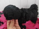 *** Shih Tzu Prześliczne Czarne Maluszki Po Malutkich Rodzic - 9