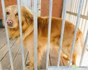 RUDY - delikatny psiak w typie mini goldena do adopcji - 3